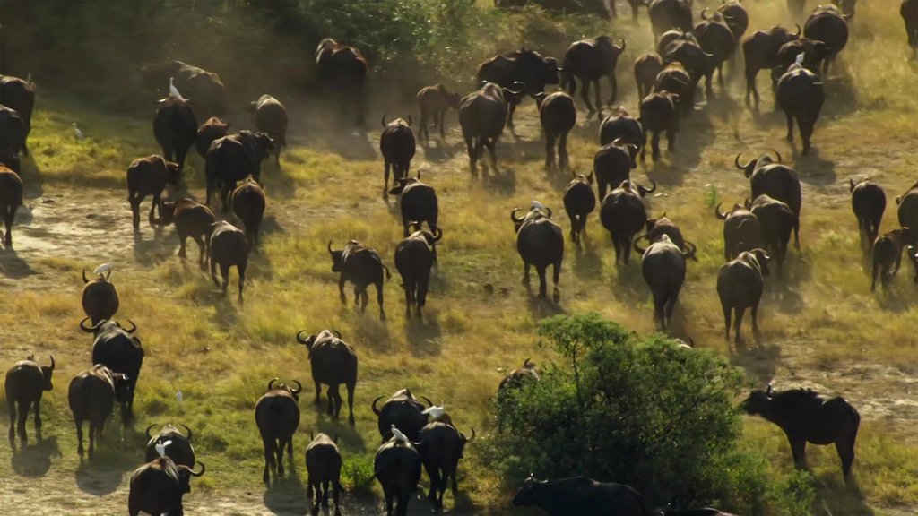 A herd of buffalo grazing at a watering hole