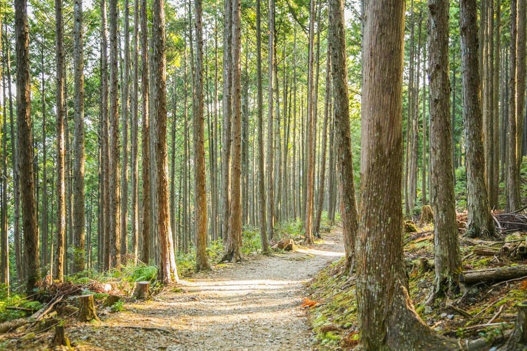 The forest trail of Kogumotori-goe
