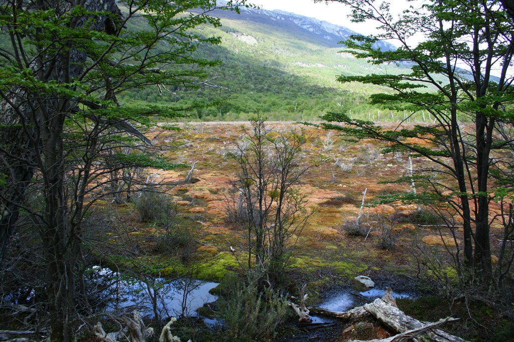 Nature in Ushuaia