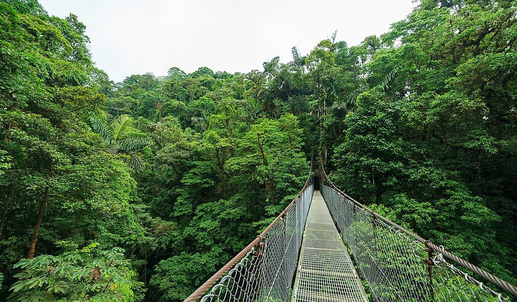 Hanging suspension bridge in Monteverde cloud forest reserve Costa Rica