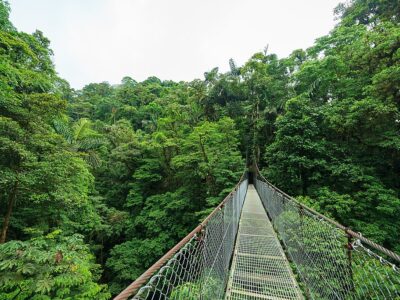 Hanging suspension bridge in Monteverde cloud forest reserve Costa Rica