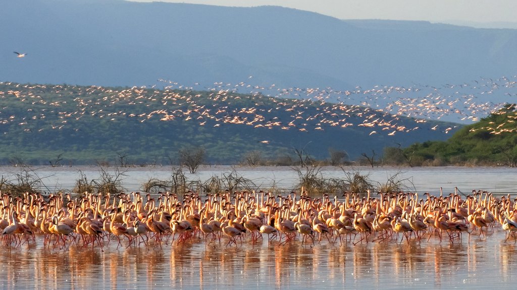 A flock of lesser flamingos at Lake Bogoria