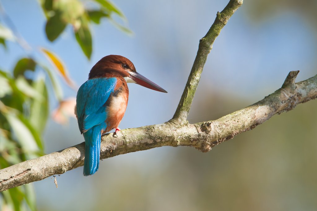 The white-throated kingfisher