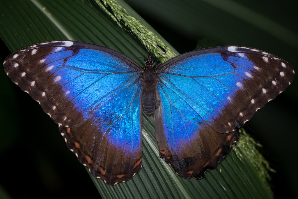 A brightly-colored Amazonian butterfly