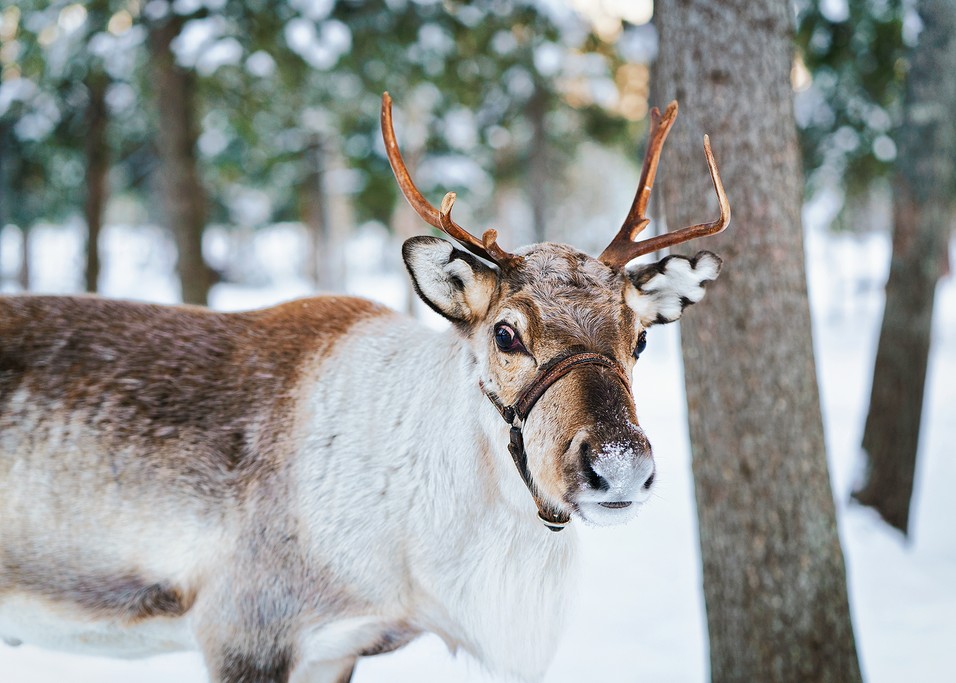 Spend a day with local reindeer in a Sami village
