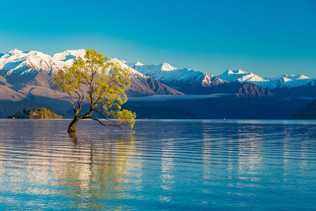 Lone Tree in the middle of Lake Wanaka