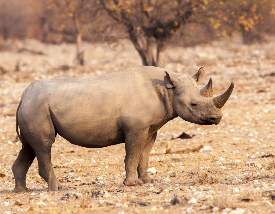 Black rhino in Etosha National Park