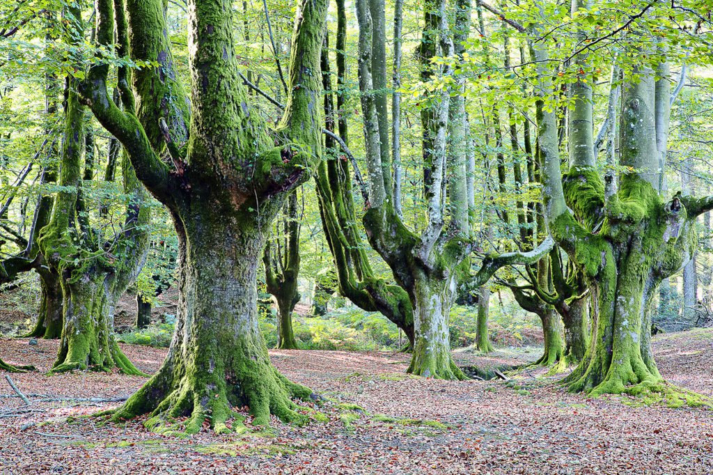Basque Country forest