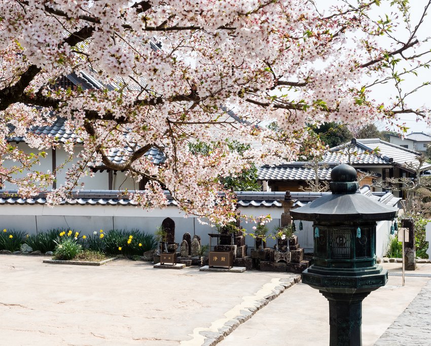 Dainichi-ji, Temple 13, in Spring