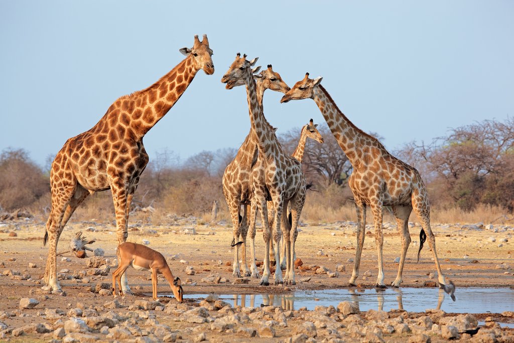 Giraffes at Etosha