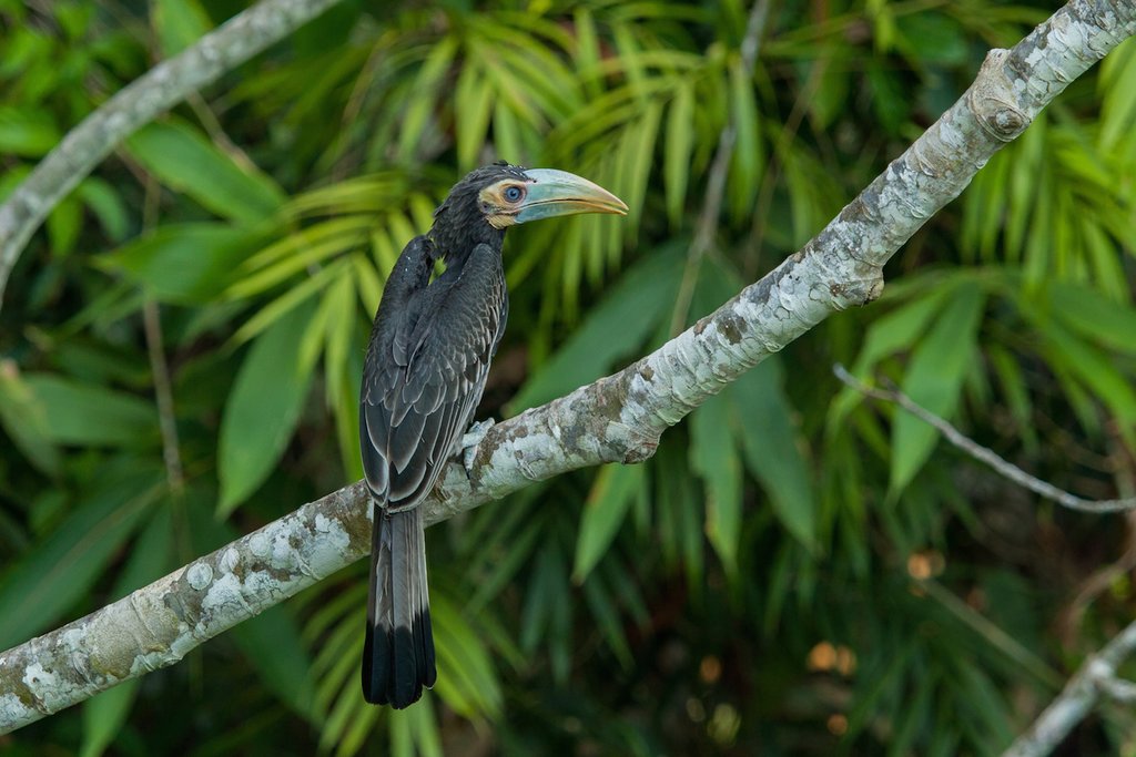 A colorful local bird emerges from the jungle