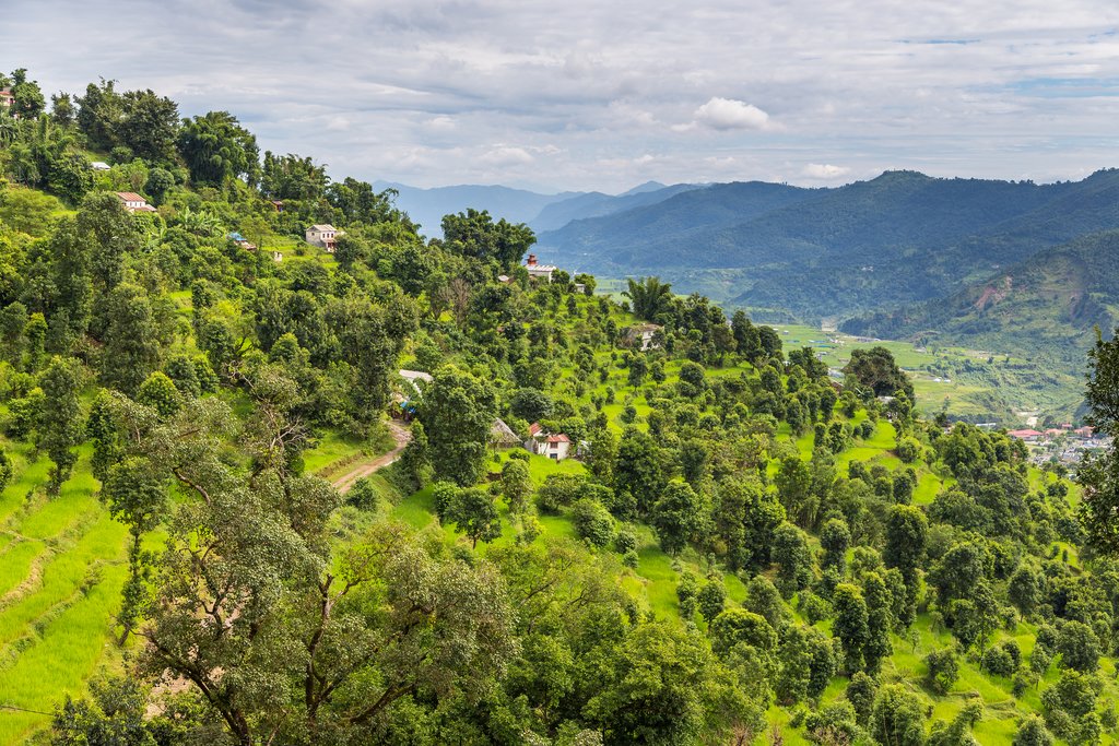 Rice fields in the Pokhara Valley