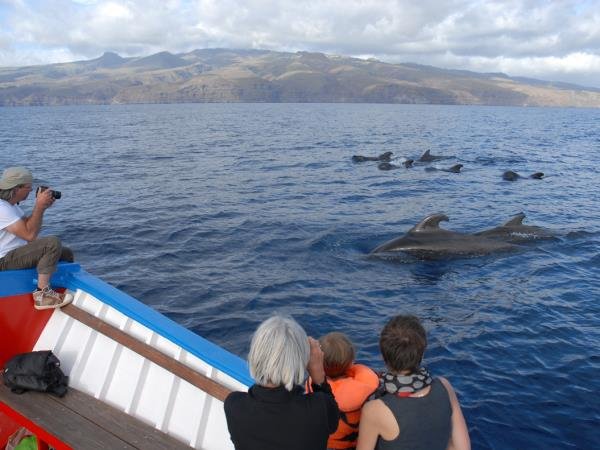 Searching for Sea Life