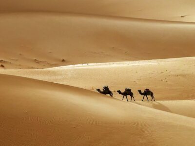 Camel caravan going through the sand dunes in the Sahara desert,