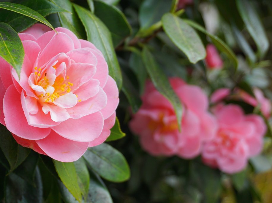 Stop and smell the camellias