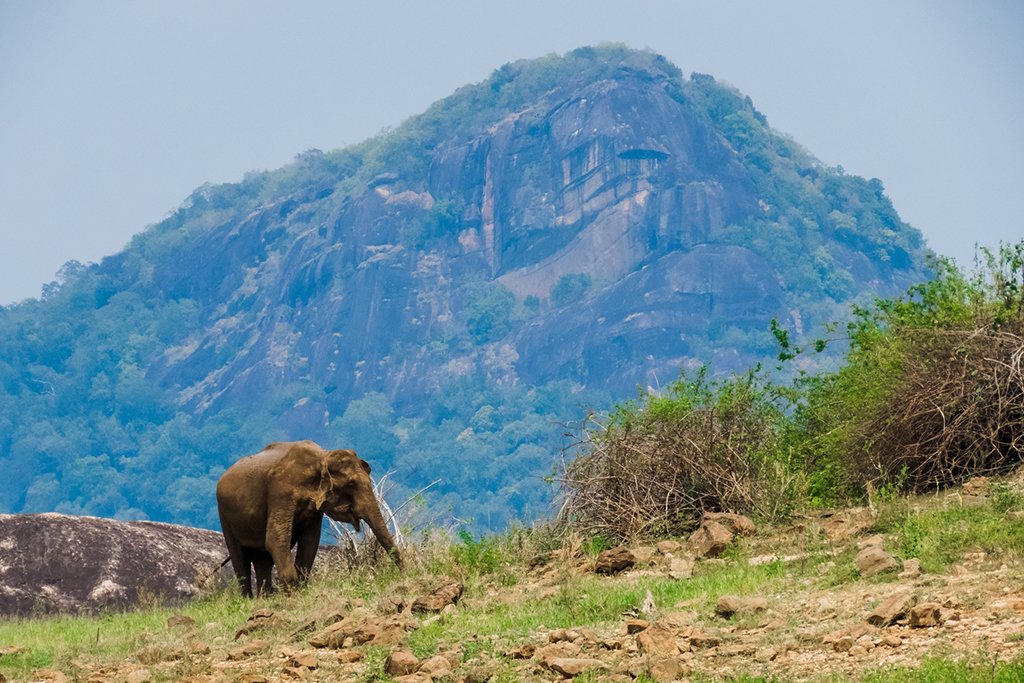 Elephant