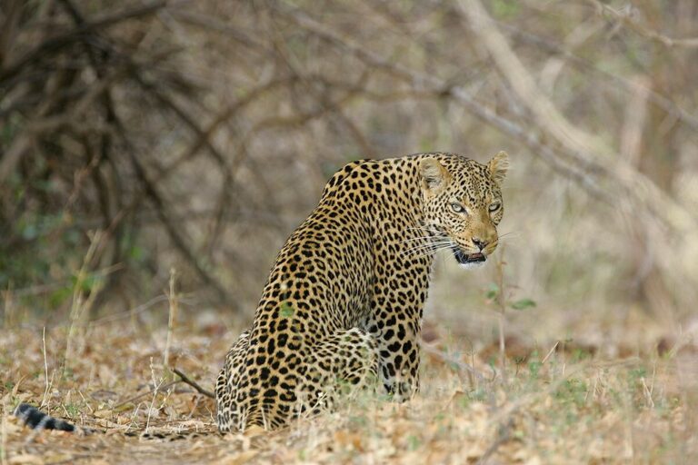 Zambia Safari Adventure: Livingstone & Kafue - 7 Days