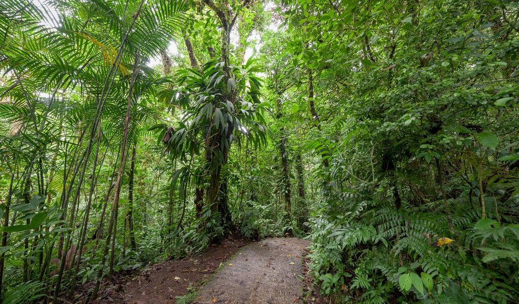 Stone path in Monteverde cloud forest Costa Rica
