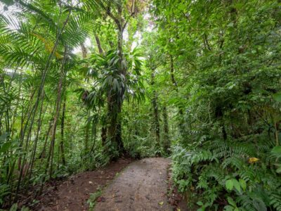Stone path in Monteverde cloud forest Costa Rica
