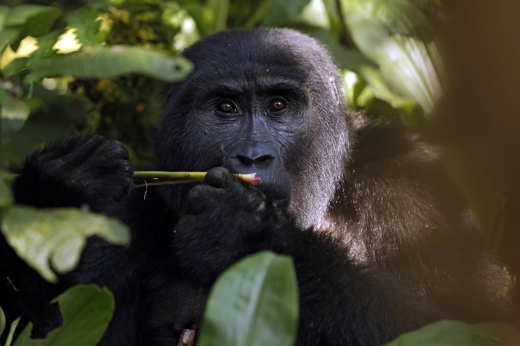 Gorilla in the Bwindi forest