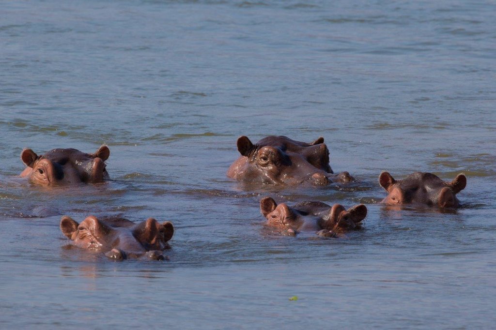 Hippos at Chobe, Botswana