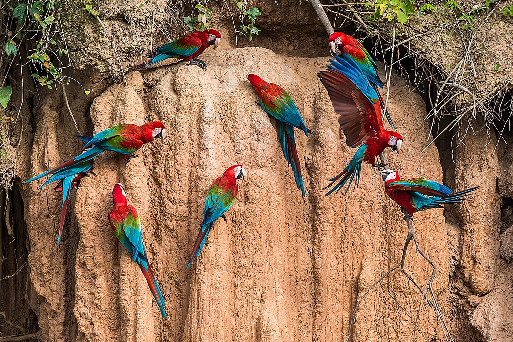 Enjoy an early morning tour to see macaws and other birdlife