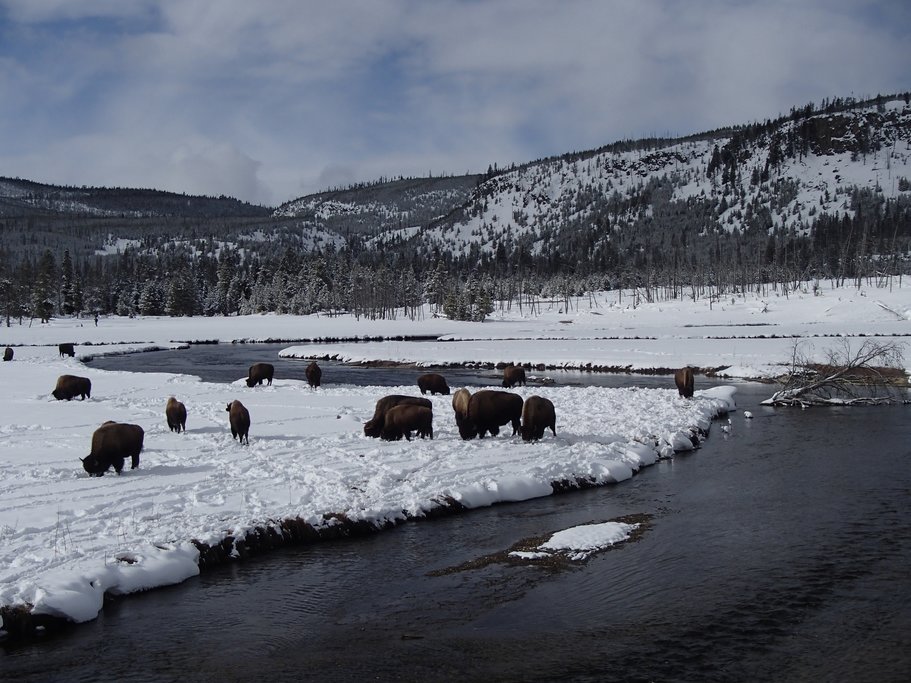 Bison move snow with their heads to get to the grass underneath