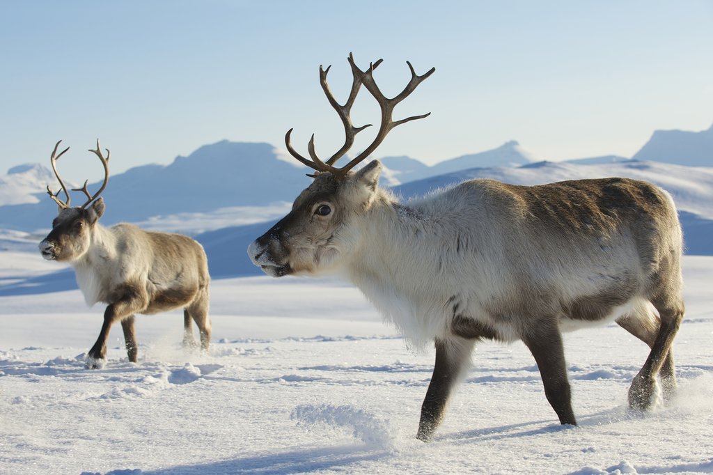 Look for reindeer herds on the drive.