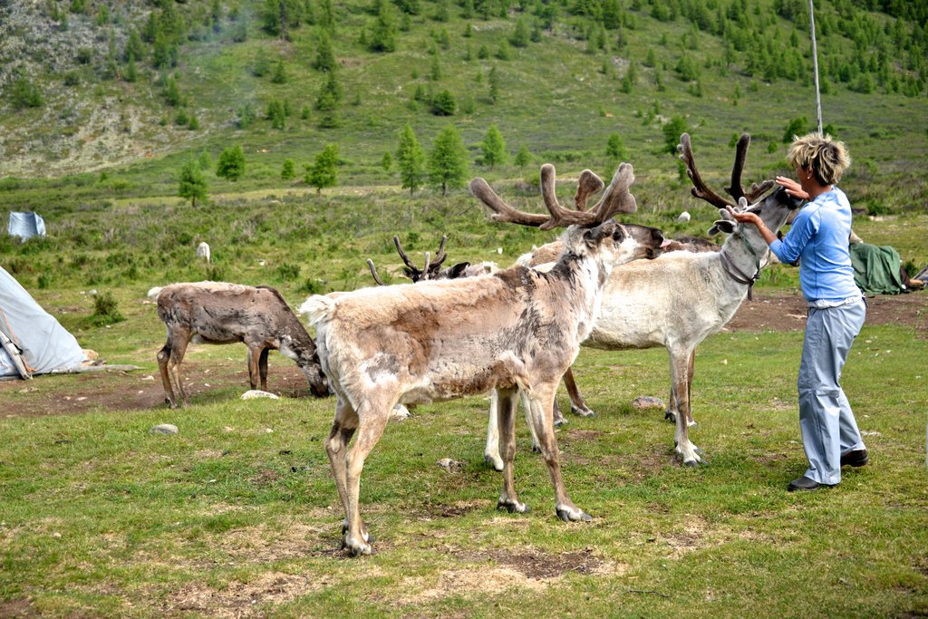 Reindeers & Premium Traveller