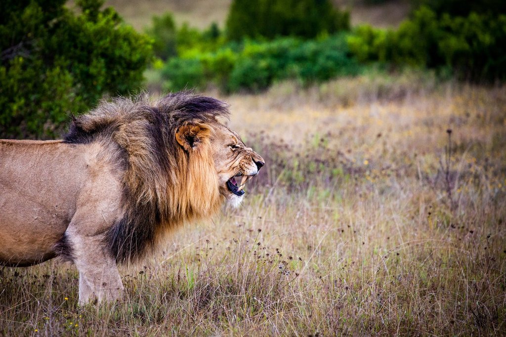 A lion baring teeth in Kruger National Park
