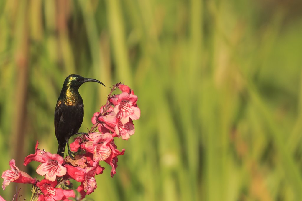 Bronze Sunbird in Nyungwe Forest National Park