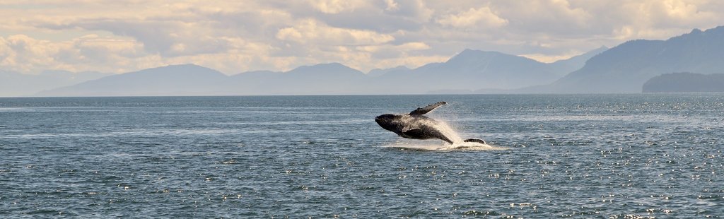 Whale Watching, Hermanus
