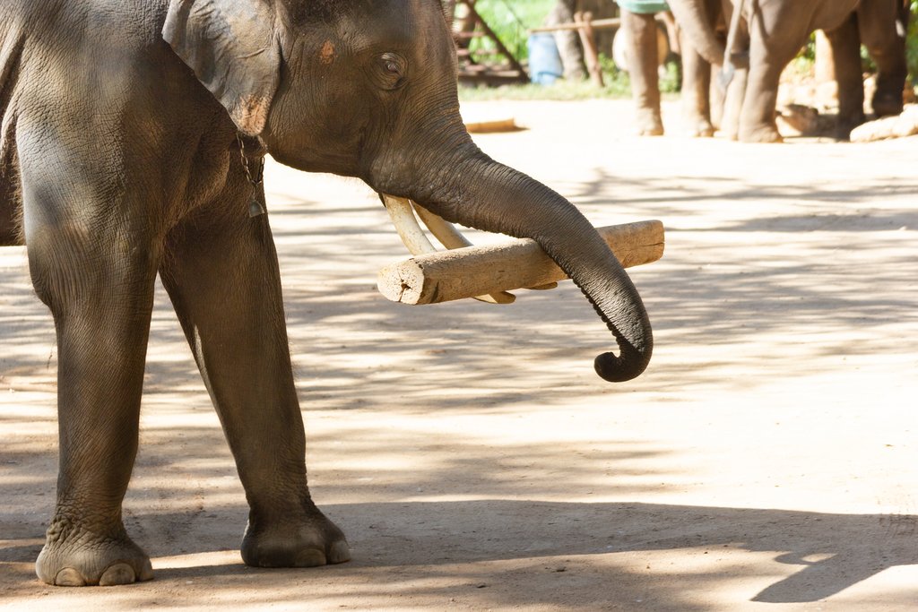 In the past, logging elephants were used to transport wood