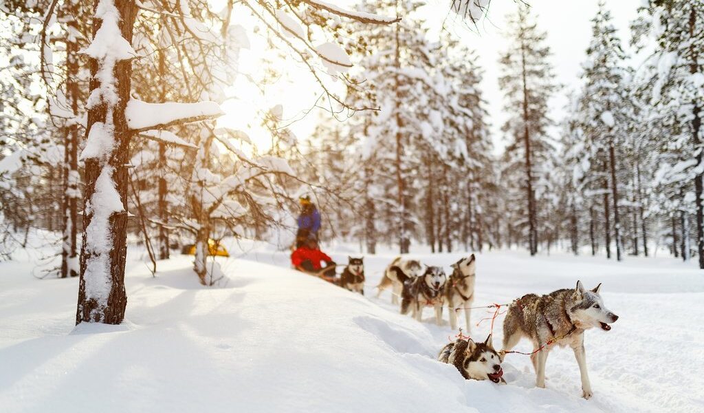 Sledding with husky dogs in Lapland Finland