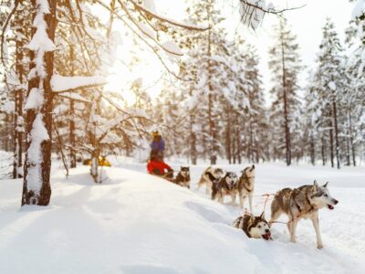 Sledding with husky dogs in Lapland Finland
