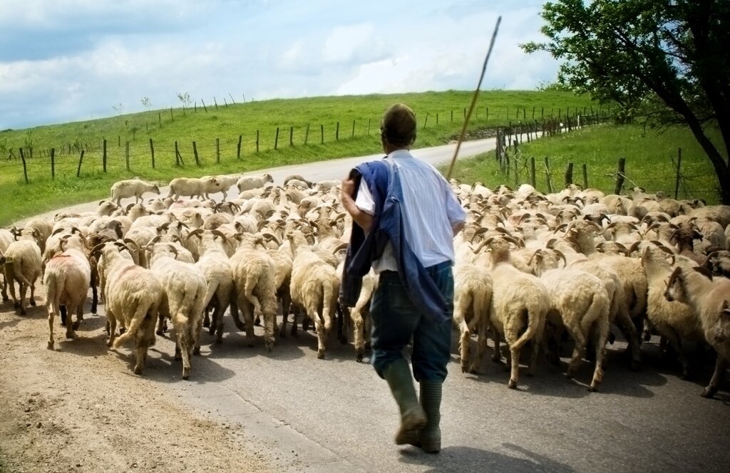 Shepard in Romania