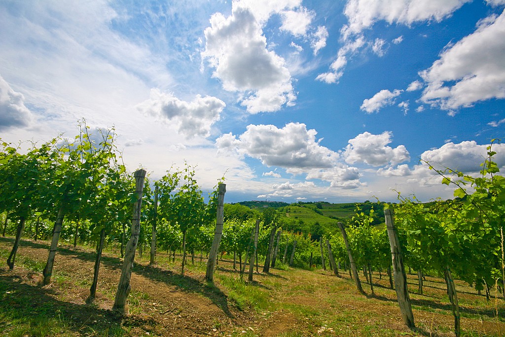 Vineyard territory