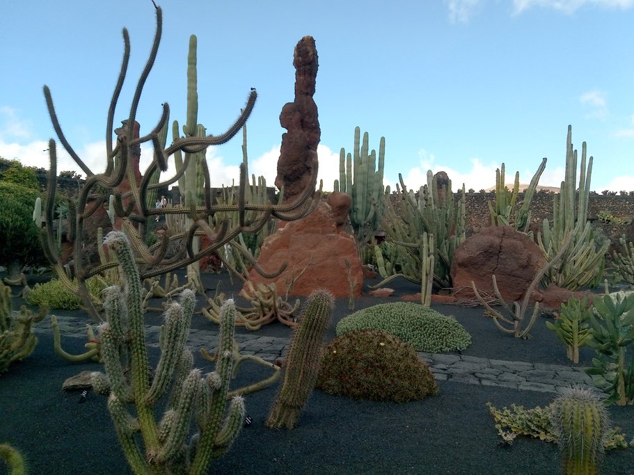 Cactus Garden of César Manrique