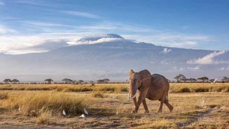 Wildlife & Culture in Kenya - 14 Days