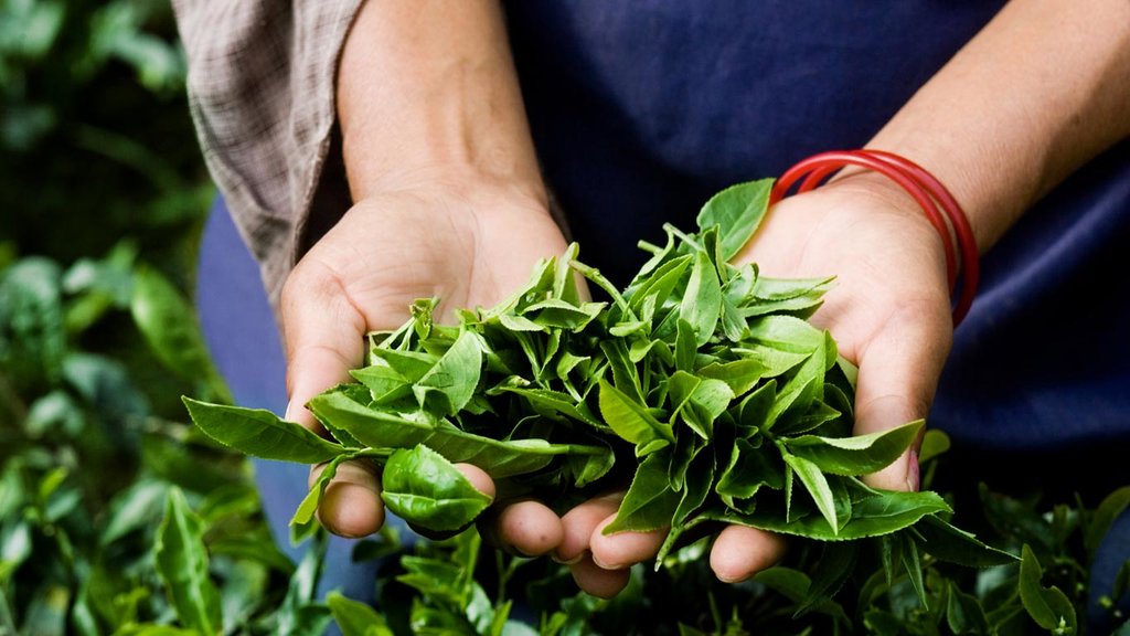 Tea Leaves from Ella