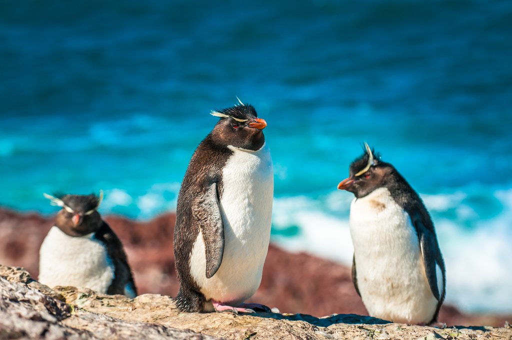 Rockhopper Penguins in Patagonia