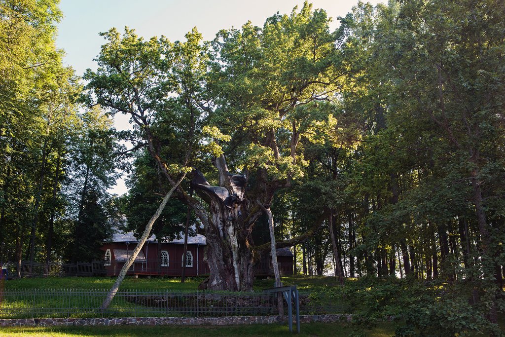 Stelmužė Oak Tree