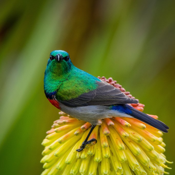 Southern Double-collared Sunbird