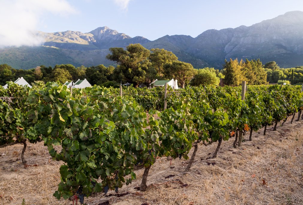 Vineyard in the Franschhoek wine region