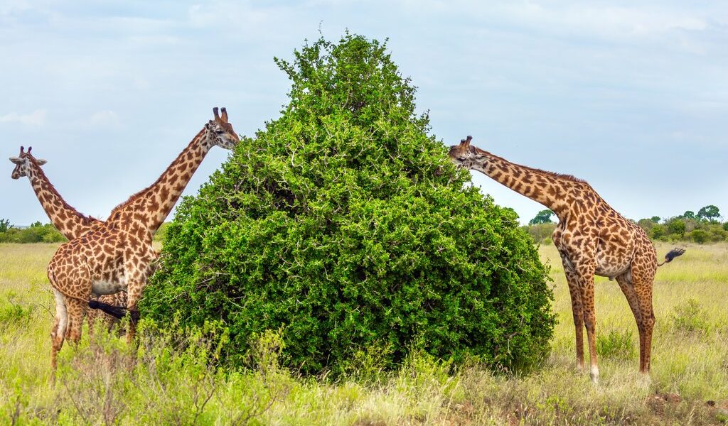 big-d80674c0ed67b337b1723144d514dccd