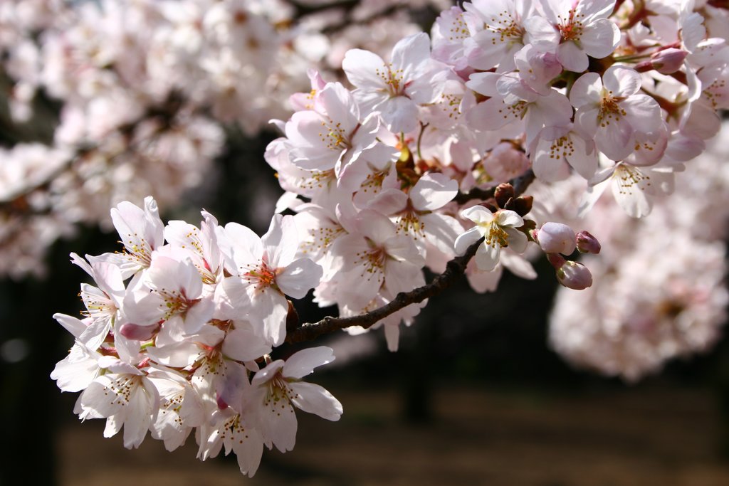 Sakura cherry blossoms in Shinjuku Gyoen National Garden, Tokyo