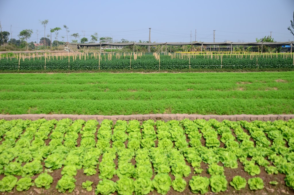 A farm in a village just outside Hanoi