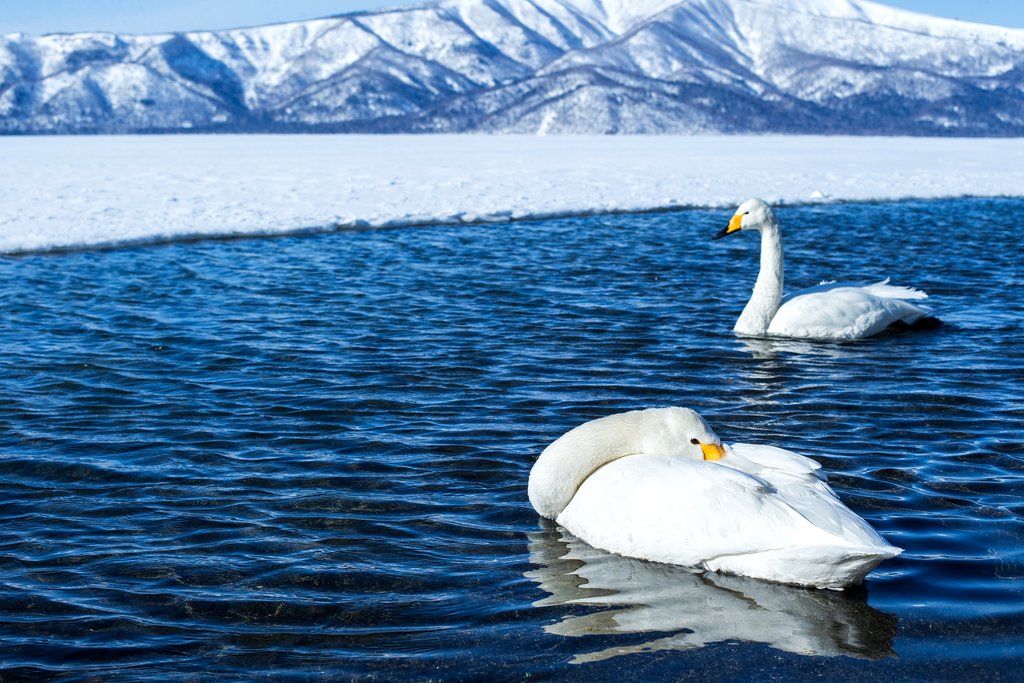 Whooper swans float in the thermal waters of Lake Akan.