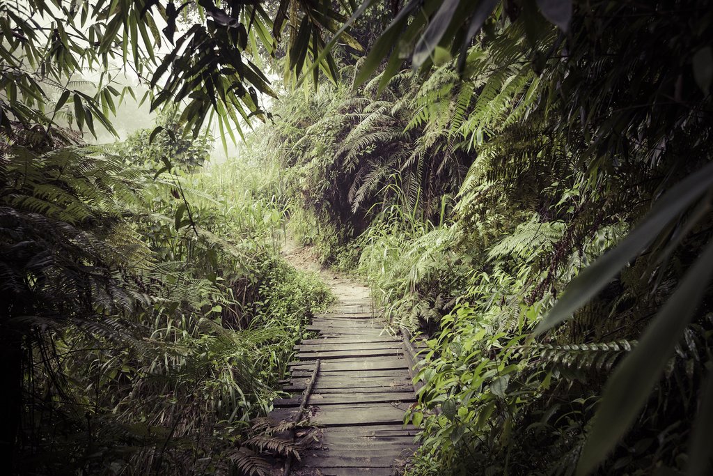 Although it is difficult to spot mammal species in the dense rainforest, birds are easily seen (and heard!)