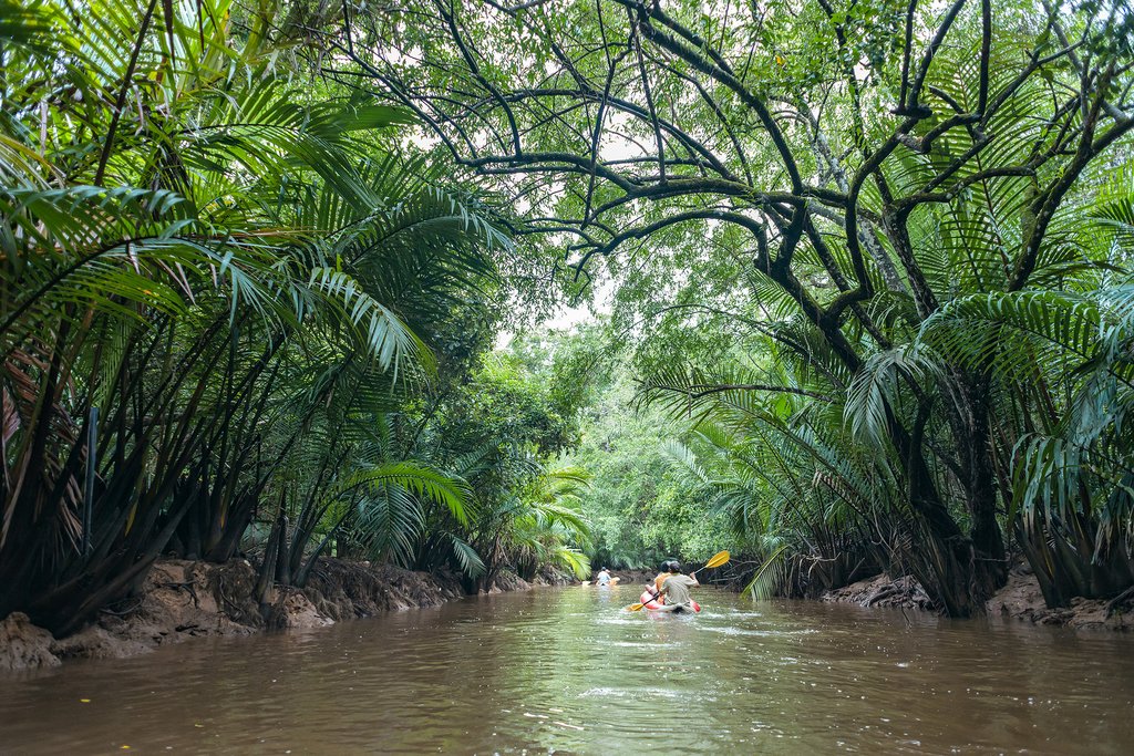 Jungle mangroves in Phang Nga.